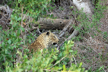 Female Leopard in bushes, Sabi Sands, South Africa
