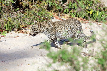 Leopard cub moving towards its mother, Sabi Sands, South Africa
