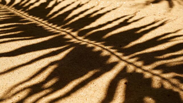 Soft afternoon sunlight filters through leaves, casting intricate fern shadows on warm sand, creating a serene dance of nature's art. The patterns shift gently, inviting calm.