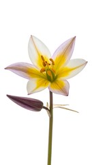 Naklejka premium Close-up of a vibrant white and yellow lily flower with a closed bud on a white background.