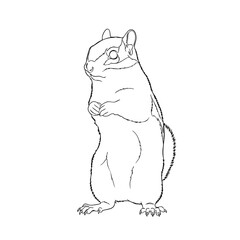 Simple line drawing of a standing rodent