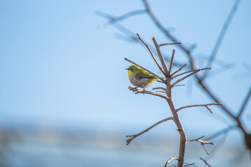 木の上に止まるメジロ
