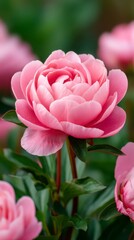 Obraz premium Delicate Pink Peony Blooms in Soft Focus with Greenery Surrounding
