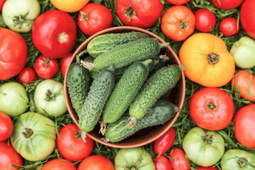 Tomato and cucumber vegetables background texture. Colorful red green yellow different organic tomatoes and cucumbers harvest on green grass in garden close up top view