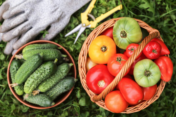 Organic summer cucumbers and colorful tomatoes vegetables harvest in garden. Freshly harvested tomato and cucumber on grass close up top view