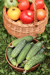 Organic summer cucumbers and tomatoes vegetables harvest in garden. Freshly harvested tomato and cucumber on grass close up