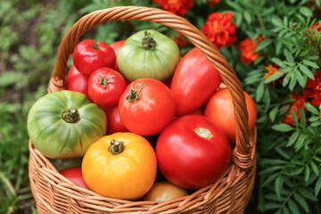 Freshly harvested tomato in basket. Colorful green yellow red organic tomatoes harvest in sunlight in garden close up