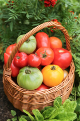 Freshly harvested tomato in basket. Colorful green yellow red organic tomatoes harvest in sunlight in garden close up