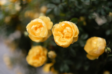 Yellow roses bokeh flower close up against dark green foliage background
