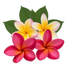 Fototapeta premium Frangipani flowers with leaves isolated on transparent background