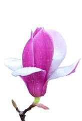Erqiao Magnolia © 海杨 向
