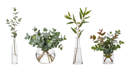 Four different arrangements of fresh eucalyptus branches in clear glass vases on a white background.