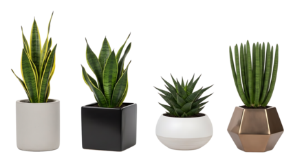 Four different potted indoor plants, including snake plants and succulents, displayed against a clean white background.