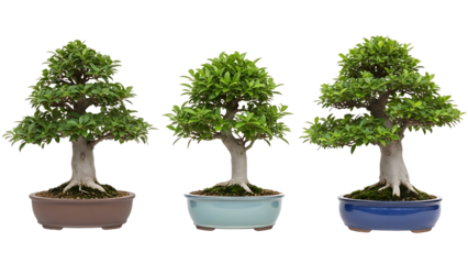 A set of three distinct bonsai trees in colorful ceramic pots, a classic example of an artistic indoor plant, isolated on a white background