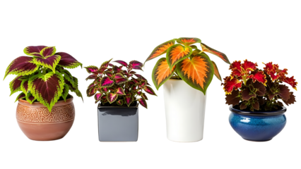 Set of decorative Coleus indoor plants with vibrant multi-colored leaves in various pots on a white background