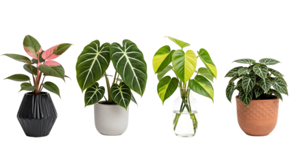 A beautiful collection of four popular and trendy indoor plant varieties in unique decorative pots isolated on a white background