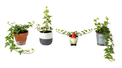 A collection of hedera helix, a versatile trailing indoor plant, presented in four different decorative pots and isolated on a white background