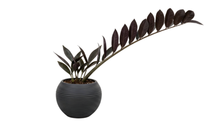 An elegant black leaf Zamioculcas zamiifolia, a popular low-maintenance indoor plant, potted in a modern grey container isolated on a white background
