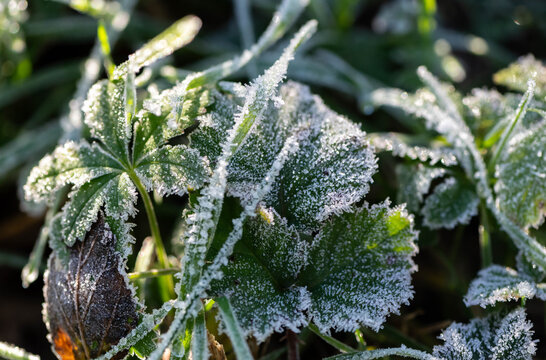 Primissimo piano della brina autunnale che ricopre erba e piante verdi in campagna 