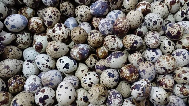 Close-up, full-frame shot of fresh, speckled Quail Eggs (Coturnix coturnix), highlighting natural texture and pattern. Ideal video background for healthy, organic, and Easter food concepts.