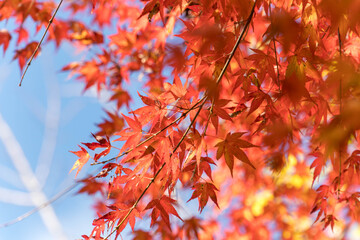 静岡県浜松市鳥羽山公園の紅葉
