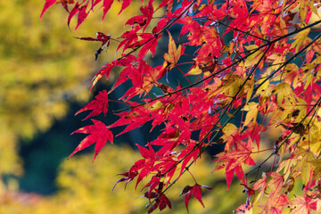 静岡県浜松市鳥羽山公園の紅葉
