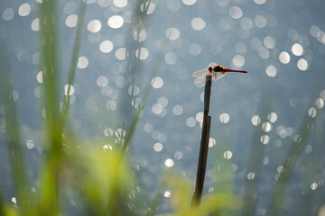 Libellule © DELAIRON