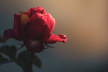 red rose on black background