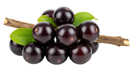 Dark purple berries in a pyramid shape with green leaves and a brown stem