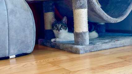 cat hiding  © Martin