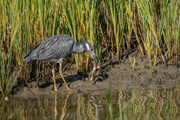 Night Heron in the Marsh