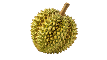 Isolated spiky fruit with a brown stem, a unique, pungent-smelling delicacy