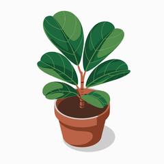 This vibrant image features a beautifully arranged potted plant with large, lush green leaves emerging from rich, dark soil in a classic terracotta pot.