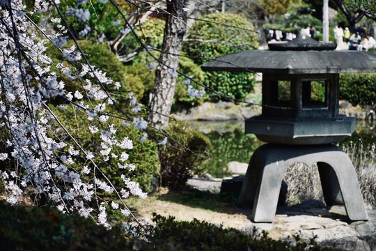 Jardin japones con lampara tradicional