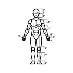 Human Body Proportions Diagram with Measurements