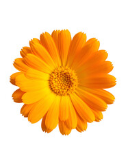 Close-up of a vibrant orange flower with detailed petals and central textured disc