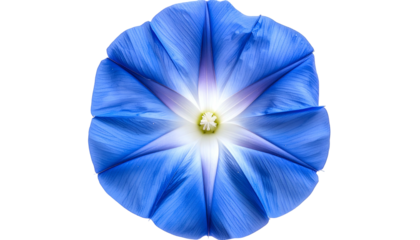 Macro view of a vibrant blue floral bloom, white center, against a stark black backdrop