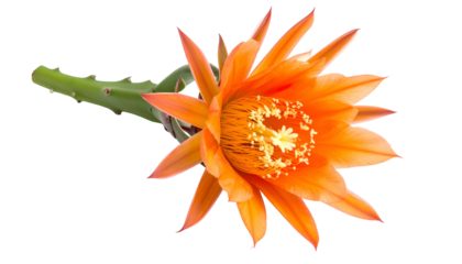 Close-up of a vibrant orange cactus flower with yellow center and green stem