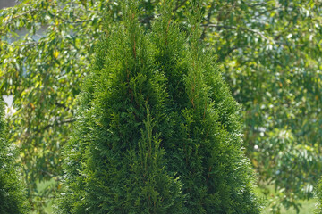 Background photo of green shrubs with the top of an arborvitae tree