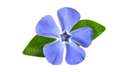 Vivid close-up shows a single blue flower with five petals, green leaves, on black background