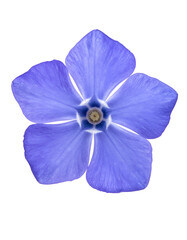 Obraz premium Overhead shot of a delicate, five-petaled, light-blue blossom against a stark black background