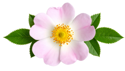 Close-up of a delicate light pink flower with yellow center and green foliage