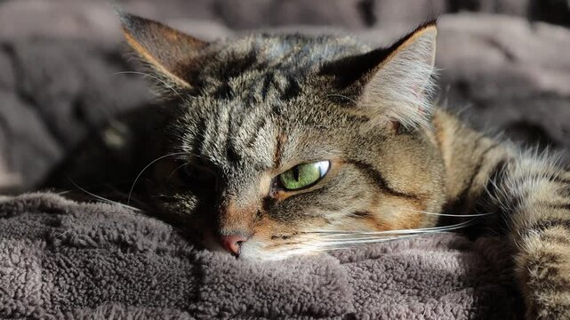 gattina sul letto 