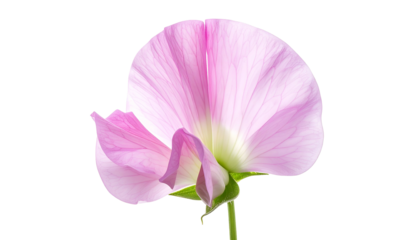 Delicate pink flower with translucent petals, backlit against a solid black background