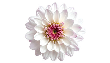 Overhead shot of a beautiful, fully bloomed white dahlia with a pink center