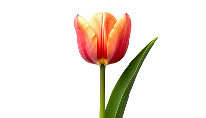 Fototapeta premium Close-up of a vibrant tulip blossom with red, orange, and yellow petals against a black background