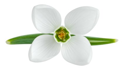 Close-up of a delicate white snowdrop flower with green accents, isolated on white
