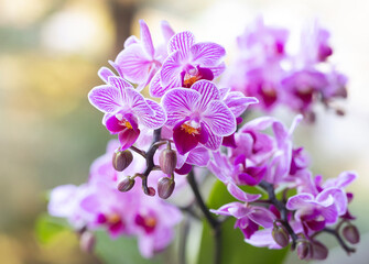 Różowe kwiaty Storczyka wyizolowane na jasnym tle, tapeta, dekoracja, zaproszenie.