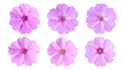Six pink blossoms with scalloped petals, centered on a black background, top-down view