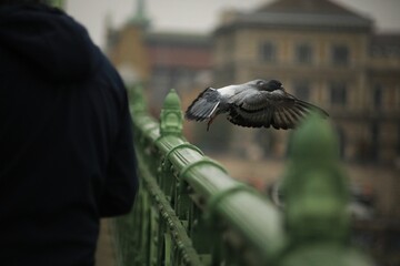 Pigeons.